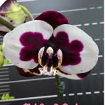 Phalaenopsis Ganlin Pearl B S Phalaenopsis Ganlin Pearl B S